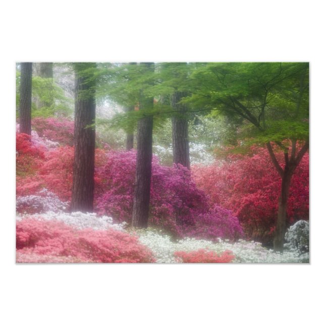 USA; Georgia; Pine mountain. Azaleas at Photo Print (Front)