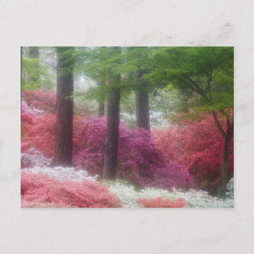 USA Georgia Pine mountain Azaleas at Postcard