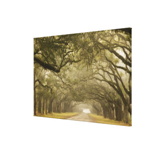 USA, Georgia, Savannah, An oak lined drive in Canvas Print