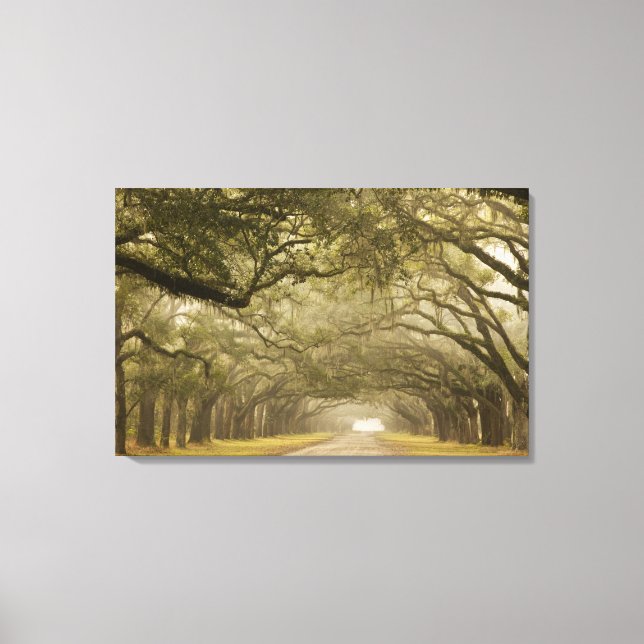 USA, Georgia, Savannah, An oak lined drive in Canvas Print (Front)