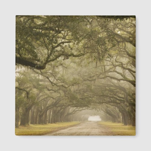 USA Georgia Savannah An oak lined drive in Magnet