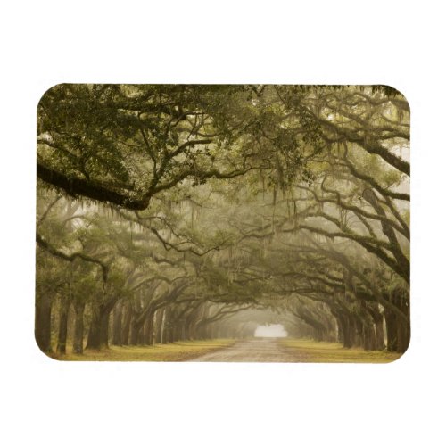 USA Georgia Savannah An oak lined drive in Magnet