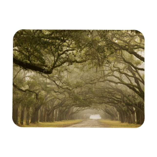 USA, Georgia, Savannah, An oak lined drive in Magnet (Horizontal)
