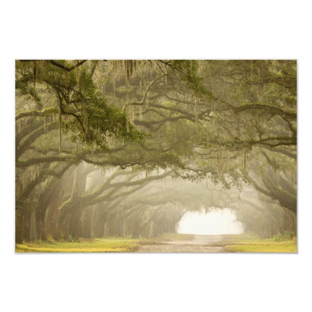 USA, Georgia, Savannah, An oak lined drive in Photo Print (Front)