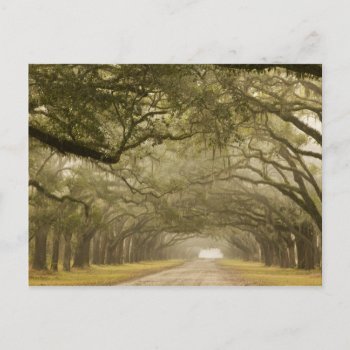 Usa  Georgia  Savannah  An Oak Lined Drive In Postcard by OneWithNature at Zazzle