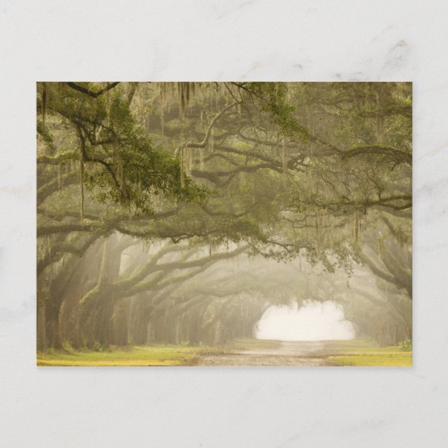 USA, Georgia, Savannah, An oak lined drive in Postcard (Front)