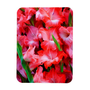 USA, Georgia, Savannah, Bouquet Of Gladiolus Magnet