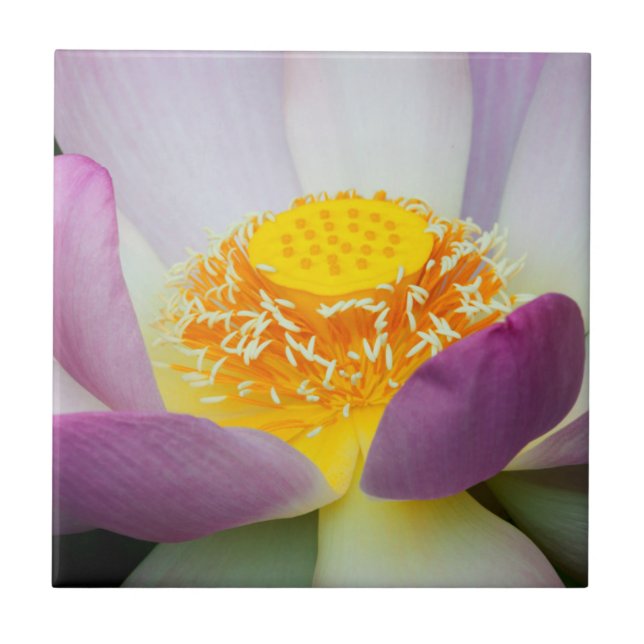 USA, Georgia, Savannah, Close-Up Of A Lotus 2 Tile (Front)