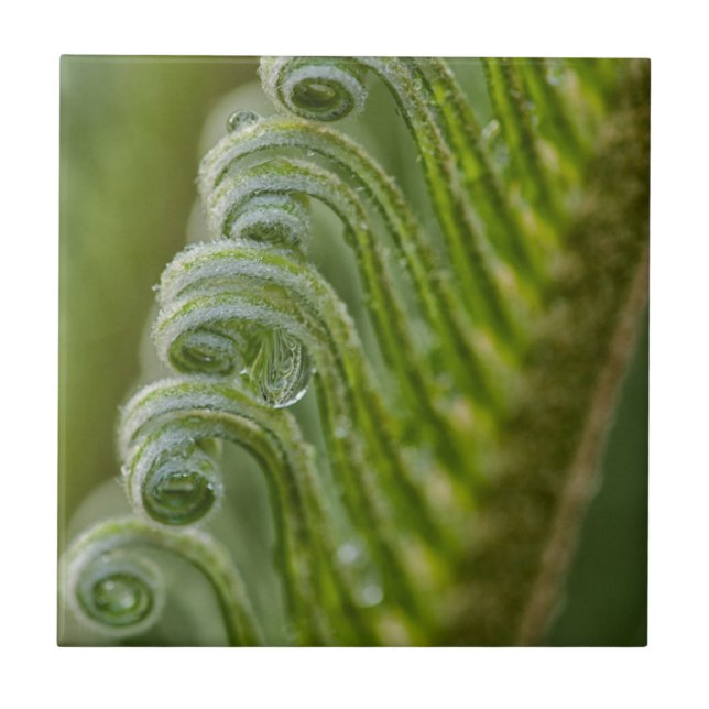 USA, Georgia, Savannah, Close-Up Of New Fronds Ceramic Tile (Front)