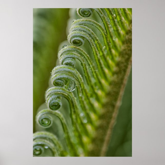 USA, Georgia, Savannah, Close-Up Of New Fronds Poster (Front)