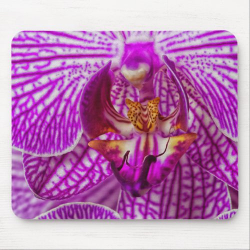 USA Georgia Savannah Close_Up Of Orchid Mouse Pad