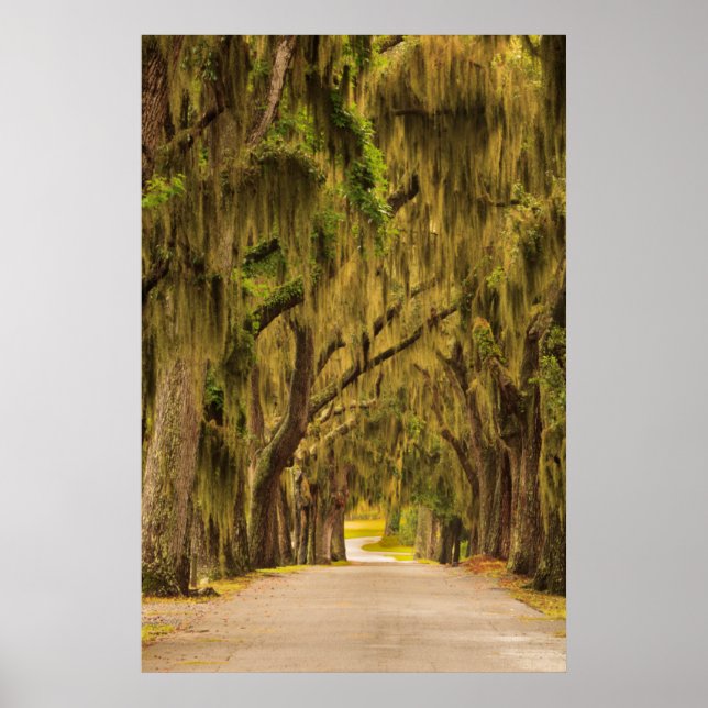 USA, Georgia, Savannah, Entrance Drive Poster (Front)