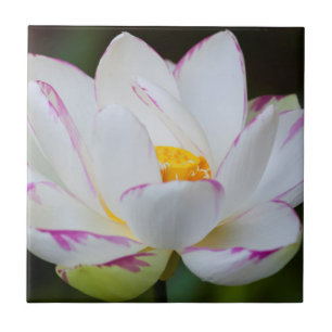 USA, Georgia, Savannah, Lootus Flower Blooming Tile