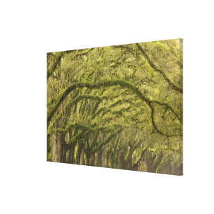 USA; Georgia; Savannah. Oak trees with Canvas Print