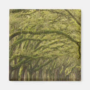 USA; Georgia; Savannah. Oak trees with Magnet