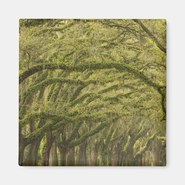 USA; Georgia; Savannah. Oak trees with Magnet (Front)