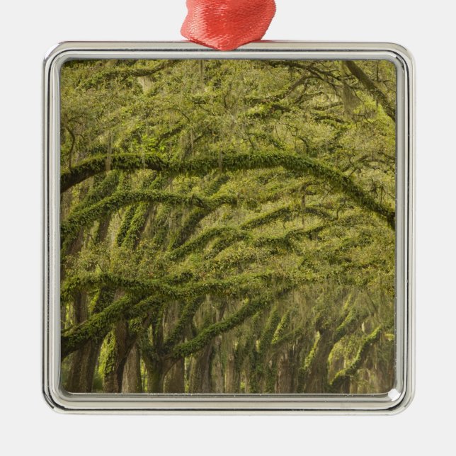 USA; Georgia; Savannah. Oak trees with Metal Ornament (Front)