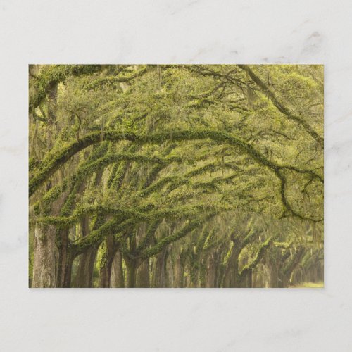 USA Georgia Savannah Oak trees with Postcard