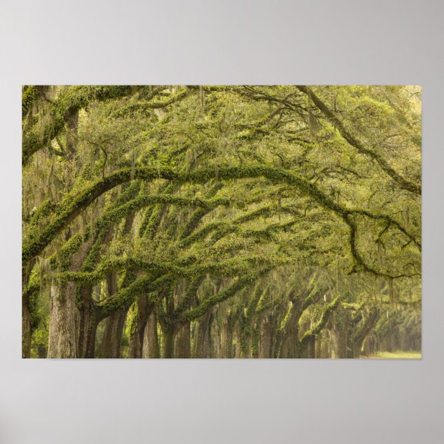 USA; Georgia; Savannah. Oak trees with Poster (Front)
