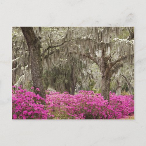 USA Georgia Savannah Spring at Historic Postcard