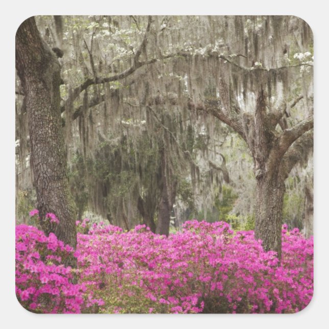 USA, Georgia, Savannah, Spring at Historic Square Sticker (Front)