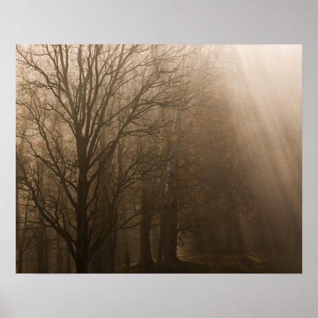 USA Great Smoky Mountain NP Tennessee trees in Poster (Front)