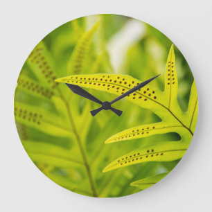 USA, Hawaii, Big Island. Tropical Green Fern Large Clock