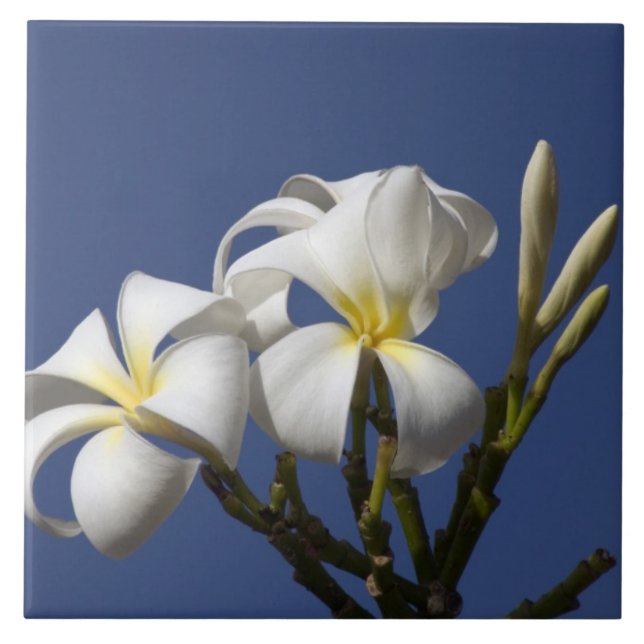 USA, Hawaii, Kauai, white plumeria. Ceramic Tile (Front)