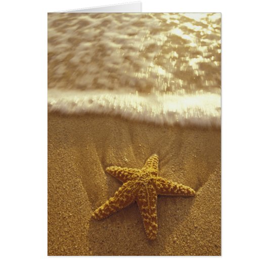 USA, Hawaii, Maui, Maui, Kihei, Starfish and (Front)