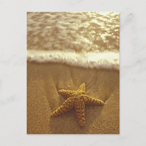 USA Hawaii Maui Maui Kihei Starfish and Postcard