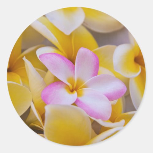 USA Hawaii Oahu Plumeria flowers in bloom 1 Classic Round Sticker