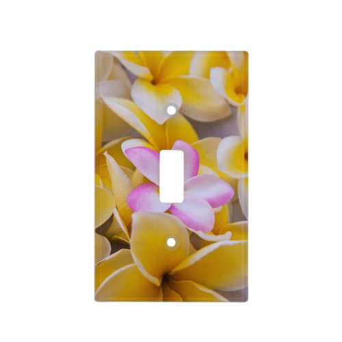 USA Hawaii Oahu Plumeria flowers in bloom 1 Light Switch Cover