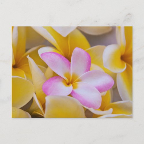 USA Hawaii Oahu Plumeria flowers in bloom 1 Postcard