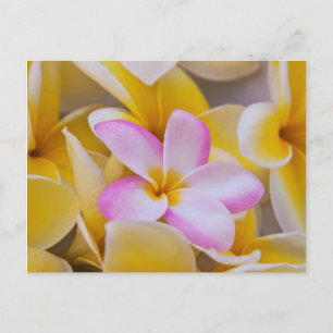 USA, Hawaii, Oahu, Plumeria flowers in bloom 1 Postcard