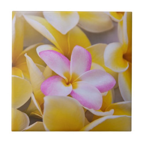 USA Hawaii Oahu Plumeria flowers in bloom 1 Tile