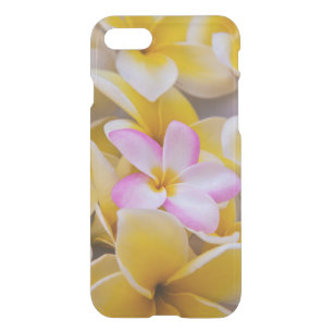 USA, Hawaii, Oahu, Plumeria flowers in bloom 1 iPhone SE/8/7 Case