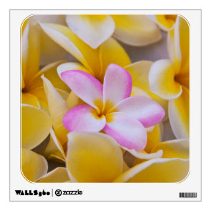 USA, Hawaii, Oahu, Plumeria flowers in bloom 1 Wall Sticker