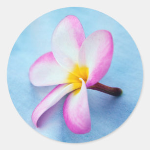 USA, Hawaii, Oahu, Plumeria flowers in bloom 2 Classic Round Sticker