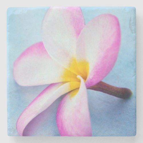 USA Hawaii Oahu Plumeria flowers in bloom 2 Stone Coaster