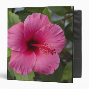 USA, Hawaii, Oahu. The Hibiscus is the 2 3 Ring Binder