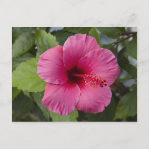 USA, Hawaii, Oahu. The Hibiscus is the 2 Postcard