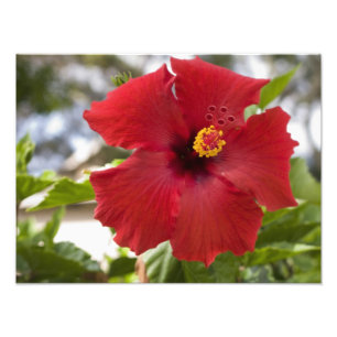 USA, Hawaii, Oahu. The Hibiscus is the Photo Print