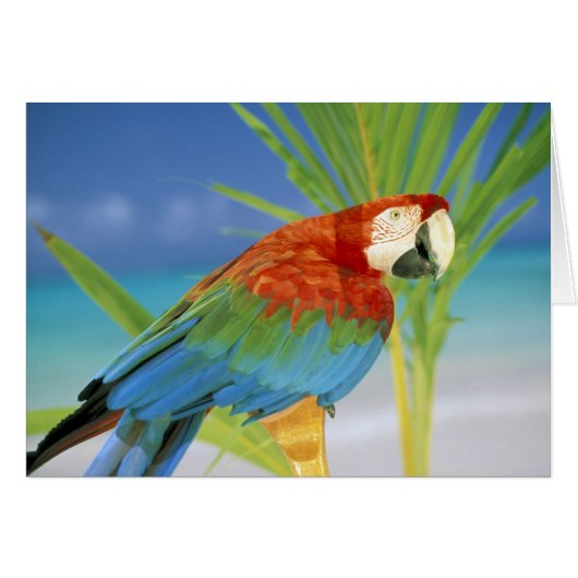 USA, Hawaii. Parrot Cards (Front Horizontal)