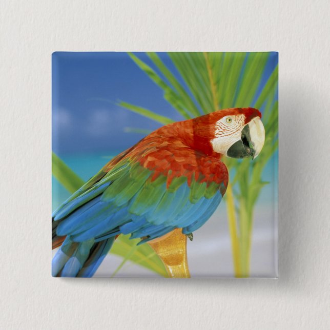 USA, Hawaii. Parrot Pinback Button (Front)