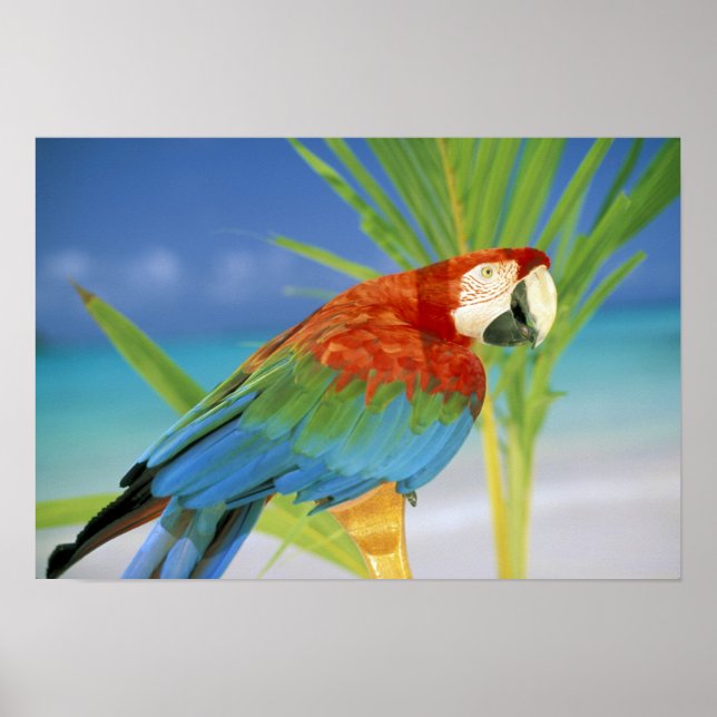 USA, Hawaii. Parrot Poster (Front)