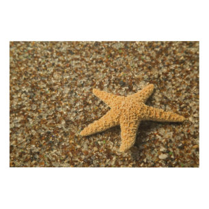 USA, HI, Kauai, Glass Beach with Star fish Wood Wall Art