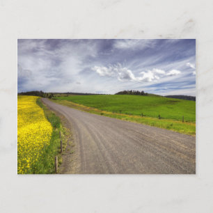 USA, Idaho, Idaho County, Canola Field Postcard