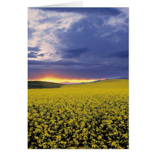 USA, Idaho, Swan Valley. A fiery sunset erupts (Front)