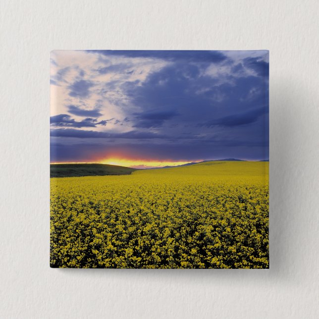 USA, Idaho, Swan Valley. A fiery sunset erupts Button (Front)