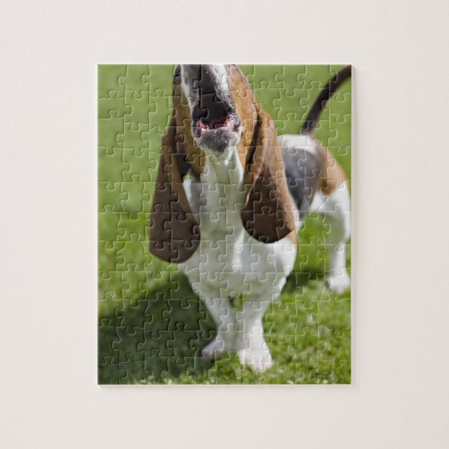 USA, Illinois, Washington, Portrait of Bassett Jigsaw Puzzle (Vertical)